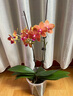 Only you【兩小時(shí)達(dá)】蝴蝶蘭帶花苞花劍花盆真花蘭花盆栽開(kāi)業(yè)喬遷佛堂供花 12株紫色（瓷盆隨機(jī)） 曬單實(shí)拍圖