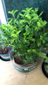 驅蚊蟲(chóng)清香木盆栽正宗胡椒木花卉綠植四季好養凈化空氣吸甲醛植物 6年大苗1盆【原盆原土發(fā)貨】+肥料 曬單實(shí)拍圖