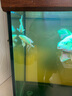 耐活小魚(yú)淡水魚(yú)觀(guān)賞魚(yú)白蝴蝶鯉觀(guān)賞魚(yú)金魚(yú)錦鯉 好養魚(yú)普身蝴蝶鯉 15-17cm普身白蝴蝶鯉1條 曬單實(shí)拍圖