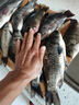GW光威魚(yú)竿玄策戟大物版6.3米草青大物臺釣竿狂拉大物桿尋魚(yú)竿巨物 曬單實(shí)拍圖