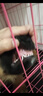 新狗到家犬四項病毒檢測卡犬瘟犬冠狀細(xì)小狂犬狗狗健康檢測試紙 犬瘟+犬冠狀+犬細(xì)小+狂犬檢測卡 曬單實拍圖