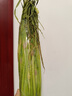 京喜加菜新鮮蒜苔生鮮蔬菜即食涼拌蒜苔 【嘗鮮】1斤 曬單實(shí)拍圖