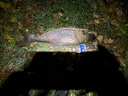 光威（GW） 光威荒武技綜合版輕量大物版手竿巨物魚竿28/19調(diào)臺釣綜合4.5/5H 7.2m 荒武技輕量大物 曬單實拍圖