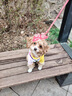 MOEPIE狗狗鞋子防臟軟底甩不掉小型犬比熊泰迪雪納瑞網(wǎng)面透氣外出腳套 米杏色（四只裝） 4號（內(nèi)寬3.8cm，適合11-15斤） 曬單實(shí)拍圖