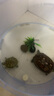奈寵（NaiChong）小烏龜飼料通用龜糧魚(yú)干蝦干淡水巴西草龜料顆粒專(zhuān)用營(yíng)養食物糧 蝦干龜糧500g桶裝 中粒3mm【適合6-15厘米的龜】 曬單實(shí)拍圖