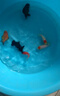 優(yōu)魚(yú)若寵金魚(yú)活體 觀賞魚(yú) 好養(yǎng)冷水魚(yú) 淡水活魚(yú) 小型小金魚(yú)寵物活體魚(yú) 6-8cm不重復(fù)金魚(yú)5條 曬單實(shí)拍圖