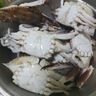 梭子蟹鮮活特大野生舟山大螃蟹海鮮新鮮冷凍海蟹水產(chǎn)飛蟹白蟹 【嘗鮮款】3-5兩/只 凈重3斤 曬單實拍圖