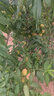 紀(jì)哲思 CHEZHESI原創(chuàng)輕奢一周耳釘女生四葉草耳環(huán)耳飾實(shí)用走心生日七夕情人節(jié)禮物 熠熠星輝玫瑰金色A款(次日達(dá)) 曬單實(shí)拍圖