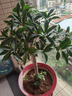 桂花樹苗四季桂盆栽大樹丹桂金桂庭院濃香型花卉植物室內(nèi)綠植開花 【四季桂】粗3cm高80-90厘米左右 曬單實拍圖