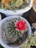 紅蜻蜓（RED DRAGONFLY）防曬手套女夏季開(kāi)車(chē)防紫外線(xiàn)遮陽(yáng)護(hù)手臂加長(zhǎng)款露指可觸屏冰絲袖套 灰色 手腕可脫 露二指 曬單實(shí)拍圖
