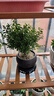 八芽 小葉赤楠盆景擺件室內(nèi)綠植花卉盆栽老樁客廳辦公室桌面好養(yǎng)植物 （【熱銷款】舍得紫砂盆赤楠+苔蘚+底座） 曬單實(shí)拍圖