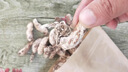 北京同仁堂大別山金蟬花野生蟲(chóng)草花竹林中藥材野生無(wú)硫金蟬花蟲(chóng)草 精選金蟬花200克 曬單實(shí)拍圖
