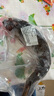 春之卉瑾鯉魚(yú)大鯉魚(yú)新鮮鮮活鯉魚(yú) 大魚(yú) 活魚(yú)現殺淡水魚(yú) 鯉魚(yú) 一條裝(8兩-1.0斤) 曬單實(shí)拍圖