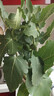 無(wú)花果盆栽波姬紅特大果帶果南北方四季種植耐寒綠植 無(wú)花果帶果60cm(加侖盆) 40cm(含)-50cm(不含) 曬單實(shí)拍圖