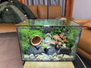 苔蘚微景觀(guān)雨林缸生態(tài)瓶桌面綠植創(chuàng  )意水陸生態(tài)缸植物森林成品造景 洞穴屋成品+燈 曬單實(shí)拍圖
