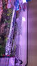 吉印刀鋒Xpro魚缸燈增艷led燈防水三基色紅龍燈鸚鵡魚錦鯉發(fā)色燈113cm 曬單實(shí)拍圖