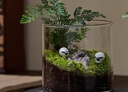 八芽趣味鮮活苔蘚微型景觀創(chuàng)意室內(nèi)桌面生態(tài)綠植盆栽盆景懶人好養(yǎng)植物 清境草原 帶玻璃杯 曬單實(shí)拍圖