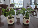 春羽綠植盆栽 室內(nèi)客廳花卉水養(yǎng)水培好養(yǎng)辦公室綠蘿春雨水培植物 大葉春雨2顆（含根整體高度10-20厘米） 曬單實拍圖