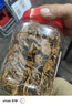 承真堂茶樹(shù)菇干貨 罐裝批發(fā)新鮮燉湯特500克級不開(kāi)傘香菇菌菇 【1罐】茶樹(shù)菇（250g） 曬單實(shí)拍圖