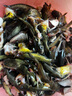 小鳳仙改良金袖魚鉤有無刺成品進口子線雙鉤鯽魚袖鉤 3號鉤+子線0.8/1.0 曬單實拍圖