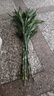 富貴竹水養(yǎng)水培觀音竹室內(nèi)大型綠植花卉 粗枝 110高10枝+營(yíng)養(yǎng)液 曬單實(shí)拍圖