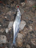 禧瑪諾小斯泰拉路亞紡車(chē)輪全金屬防海水遠投魚(yú)線(xiàn)輪海釣15KG剎車(chē)力漁輪 小斯泰拉4000 曬單實(shí)拍圖