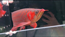 印尼紅龍魚(yú)活體魚(yú)辣椒紅龍超血紅龍金龍魚(yú)活魚(yú)龍魚(yú)小魚(yú)熱帶觀(guān)賞魚(yú) 極品——赤血紅龍【包發(fā)色】 18-20cm【證書(shū)芯片齊全】包發(fā)色 曬單實(shí)拍圖