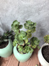 多肉組合盆栽陽臺(tái)盆栽喜陽植物新手福利按圖發(fā)貨品種花卉好養(yǎng) 招財(cái)貓【5年老樁】塑料盆栽好 曬單實(shí)拍圖