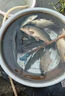漁之源船牌網絲拉力堅韌魚網三層漁網絲網綠絲加重沉網強絲 船牌2米高80米長6指三層沉網 曬單實拍圖