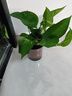 綠蘿盆栽室內(nèi)客廳綠植花卉 家用凈化空氣綠籮植物吸除甲醛吊蘭 高20CM【加侖吸水】8盆+噴壺+5肥 曬單實(shí)拍圖