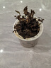 薄荷教室植物盆栽留蘭香驅蚊好養(yǎng)活植物綠植陽臺四季常青盆栽好養(yǎng) 薄荷+透明吸水盆 曬單實拍圖