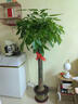 京東綠植發(fā)財(cái)樹(shù)大型綠植辦公室內(nèi)花卉招財(cái)植物盆栽除甲醛1.4-1.6m源頭直發(fā) 曬單實(shí)拍圖