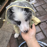 嬉皮狗（hipidog）寵物狗狗雨季外出可牽引反光條四腳防水雨衣可愛小恐龍造型狗專用 蒂安綠【3XL-8XL沒有牽引扣】 2XL （建議體重15-20斤） 曬單實拍圖