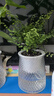 鐵線蕨盆栽鐵絲草多年生常綠草本觀葉綠植帶土綠植花卉耐陰水培 鐵線蕨1盆+原盆原土+肥料 曬單實(shí)拍圖