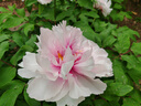 【全網(wǎng)低價(jià)】馬利(Marie's)火漆印章套裝蠟粒兒童生日創(chuàng)意禮物豪華41件套 曬單實(shí)拍圖