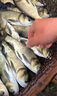 花鰱魚飼料池塘養(yǎng)殖花白鰱胖頭鯉鯽淡水魚通用肥水開口高蛋白粉料 10斤【不污水質(zhì)】增肥促長 曬單實拍圖