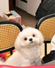 珞特思LOTUS蓮花狗糧鴨肉甜薯成犬幼犬全階段通用進口烘焙犬糧 鴨肉甜薯小顆粒10磅[到26年6月] 曬單實拍圖