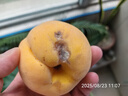 京覓秭歸青皮紅心脆蜜桃凈重4.5斤單果150-220g軟硬兩吃 源頭直發(fā)包郵 曬單實(shí)拍圖