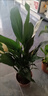 一帆風(fēng)順白掌綠植花卉水培綠植四季常綠花卉水培植物易活好養(yǎng)常綠 白掌一帆風(fēng)順（圓球月亮自吸水盆） 曬單實(shí)拍圖