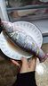 鮮活桂魚(yú)400-500g 曬單實(shí)拍圖