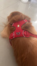 拉夫威爾ruffwear福朗特胸背狗狗胸背帶大小型犬拉布拉多背心式牽引背帶 峽谷紅 L/XL 曬單實(shí)拍圖