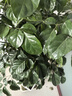 歐芽幸福樹大型盆栽 大樹樁小樹苗綠植物室內(nèi)客廳 80-90cm幸福樹 不含盆 曬單實拍圖