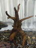 燕之雁 魚(yú)缸造景棲根 水陸缸莫斯樹(shù)骨架狀似杜鵑根 棲木沉木蜘蛛木2個(gè) 曬單實(shí)拍圖