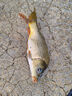 釣魚王巧奪腥香四季通用野釣餌料一包搞定鯽魚鯉魚鳊魚黑坑魚餌 曬單實拍圖