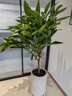 平安樹客廳盆栽大型綠植幸福樹新房吸甲醛植物室內(nèi)四季好養(yǎng) 精品平安樹70-80厘米（不含盆） 曬單實(shí)拍圖