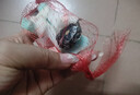 中華草龜包活精品草龜長(zhǎng)壽龜觀賞龜墨龜寵物小烏龜金線外塘家養(yǎng) 中華草龜（單身1只） 2-4厘米 曬單實(shí)拍圖