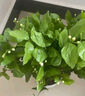 花翁四季樹(shù)苗盆栽植物小橘子綠植 金桔40-50cm樹(shù)脂菱形盆源頭直發(fā) 曬單實(shí)拍圖