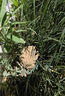 種花迷仟草集藍莓樹苗盆栽地栽藍梅樹當年結果 奧尼爾藍莓 南方北方果樹 兔眼 3年苗 曬單實拍圖