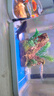 錦鯉魚金魚活魚黃金鯉黑錦鯉紅色魚白錦鯉小型耐活好養(yǎng)冷水蝴蝶鯉 6-8cm黑白紅黃四種顏色6條 曬單實拍圖