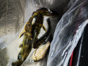 釣之界夜光漂咬鉤變色電子漂高靈敏醒目浮漂日夜兩用鯽鯉魚(yú)漂 【戰(zhàn)無(wú)不勝電子漂】黃-吃鉛2.2g 日夜兩用普通尾【1粒電池】 曬單實(shí)拍圖